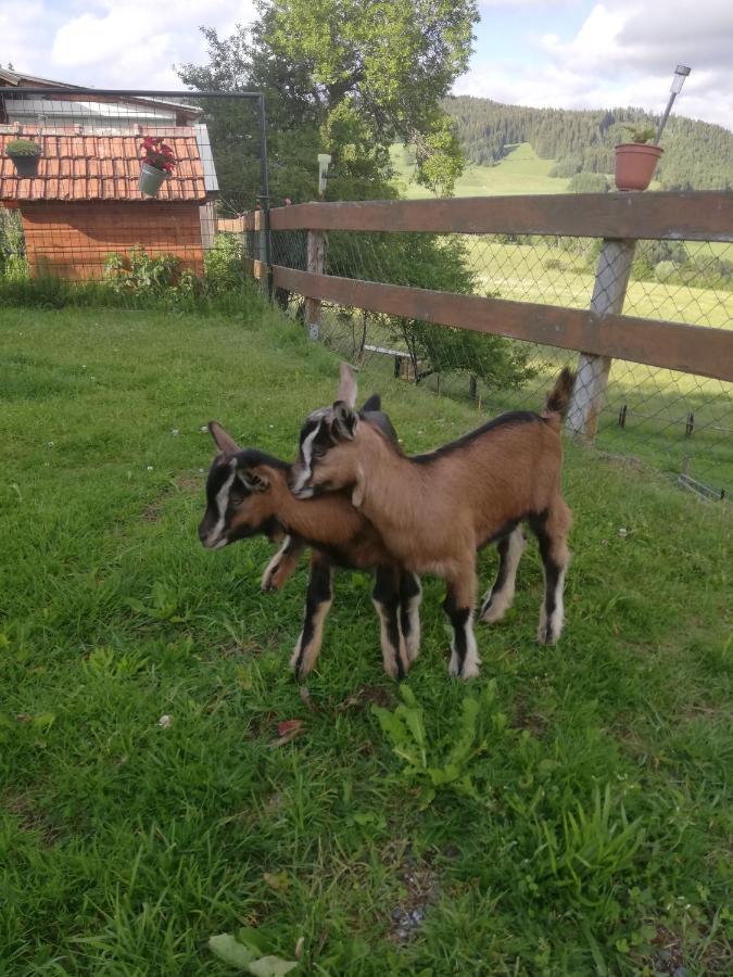 Ferienwohnung Duernberger Liebenfels Экстерьер фото